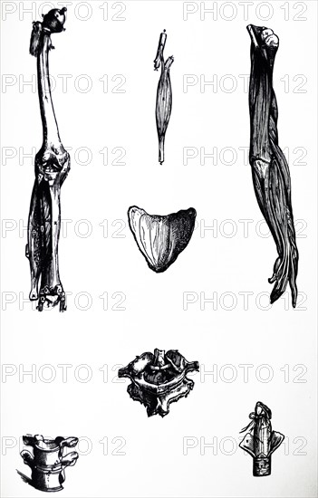 Plates From The Second Book Of The De Humani Corporis Fabrica By