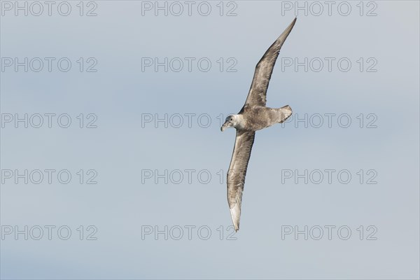 Southern Giant Petrel Macronectes Giganteus Photo12 ImageBROKER