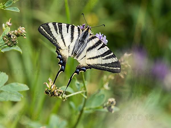 Swallowtail Photo Imagebroker Karl Heinz Schein