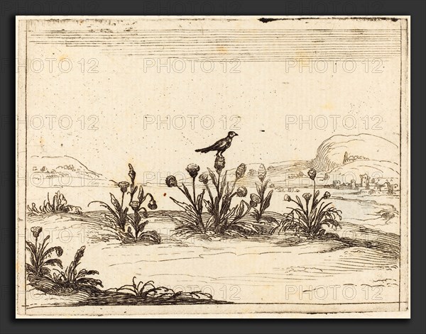 Jacques Callot French Bird Perched In A Thistle