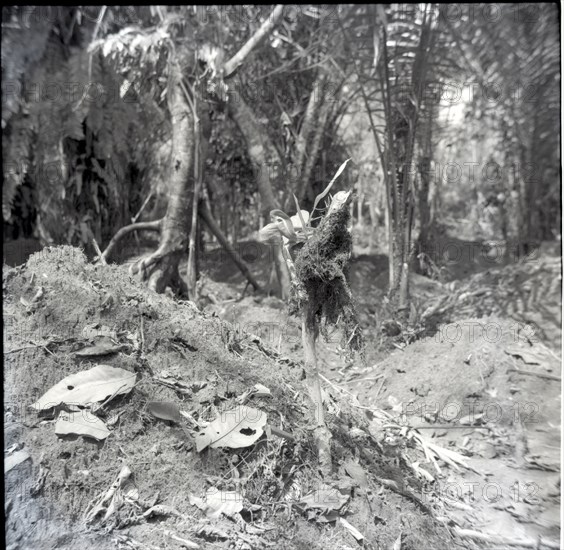 Njs On Newly Hoed Farm Photo12 Bristol Archives UIG