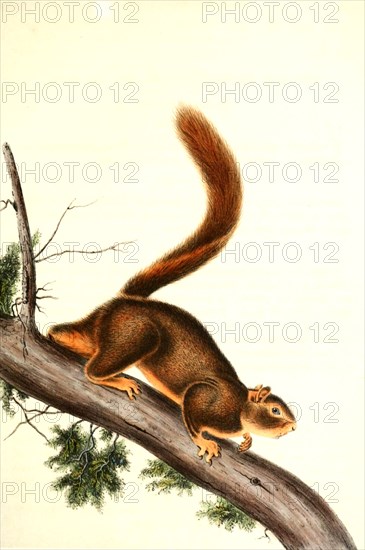 Red Tailed Squirrel Photo12 UIG Bildagentur Online