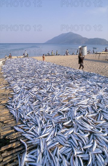 USIPA FISH ON BEACH RACKS