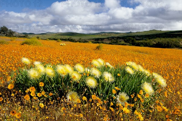 NAMAQUALAND FLOWERS