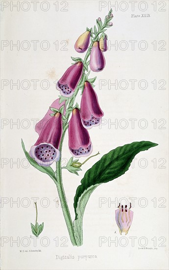 Foxglove