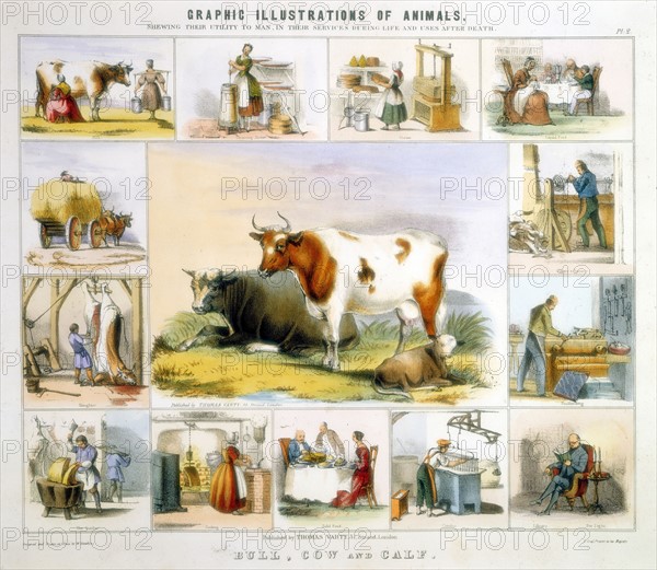 THE COW: milking, butter, cheese, milk, cutlery, leather, candles, meat, bookbinding. Hand-coloured lithograph published London c.1850. From "Graphic Illustrations of Animals and Their Utility to Man"
