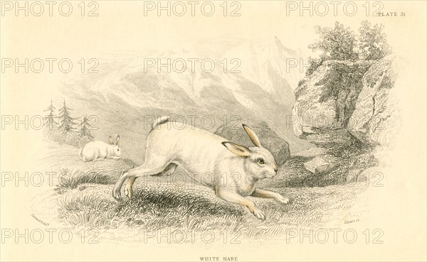 The Hare