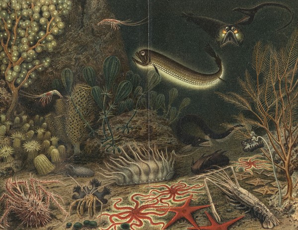 Artist's impression of deep sea scene with luminous fishes