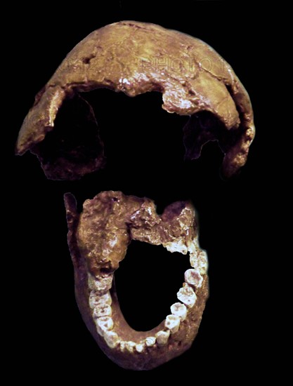 Homo Habilis