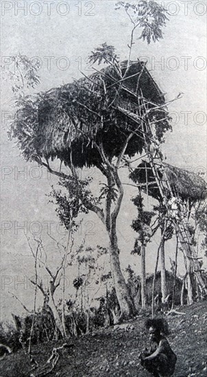 Tree dwellers in the 20th Century