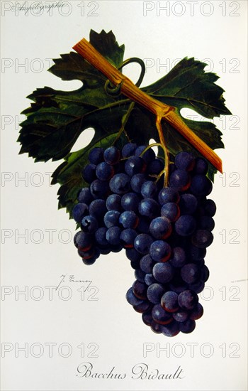 painted illustration of grapes from a viniculture manual