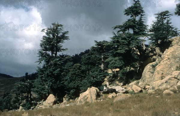 Algérie, les Aurès, gorges de Tighanimine