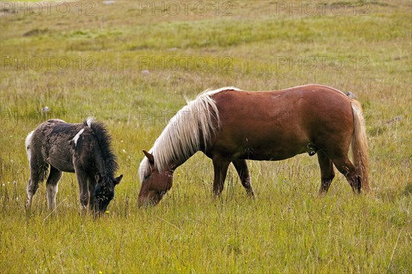 Icelandic horses (Equus ferus caballus)