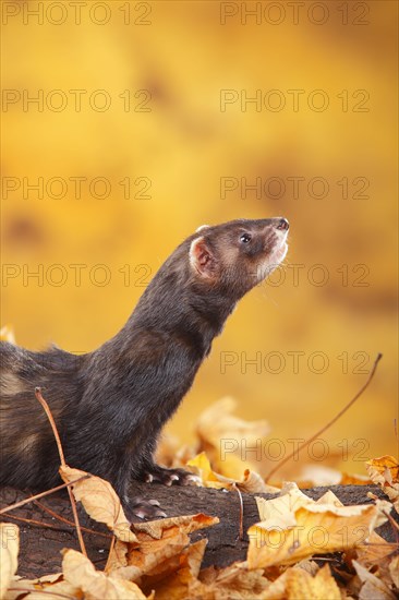 Ferret (Mustela putorius forma domestica) in autumn leaves