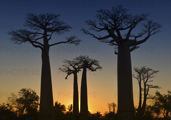 Grandidier's Baobab (Adansonia grandidieri) at Baobab Avenue in the sunset