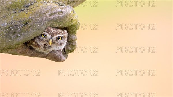 Little owl (Athene noctua) in breeding burrow