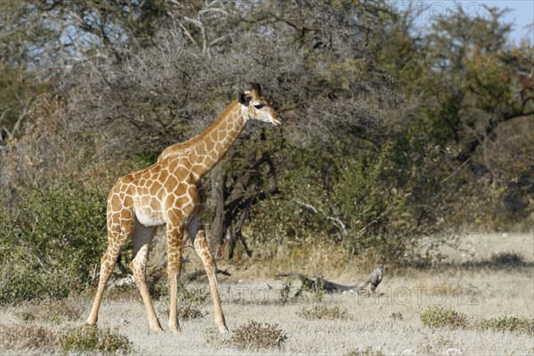 Angolan giraffe (Giraffa camelopardalis angolensis)