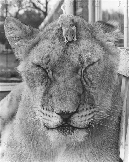 Mouse on the head of a lion