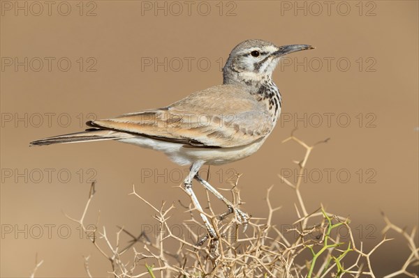 Greater Hoopoe-Lark (Alaemon alaudipes)