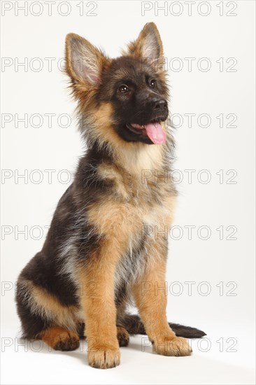 Old German Shepherd Dog