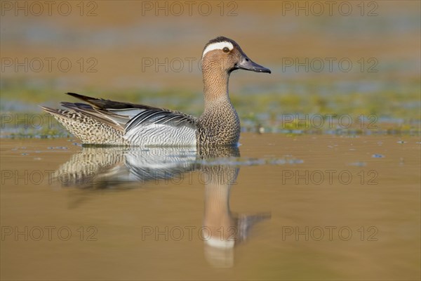 Garganey (Anas querquedula)