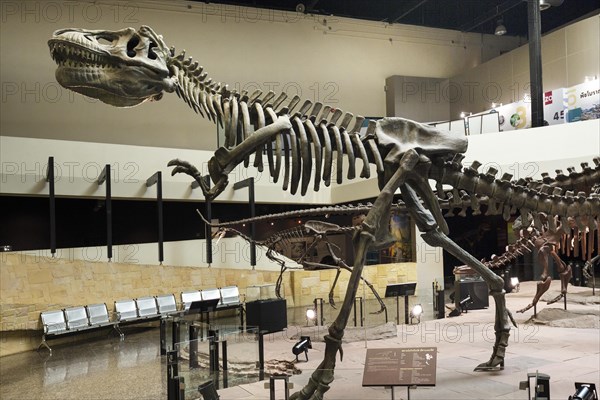 Skeleton of a dinosaur