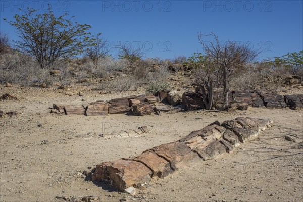 Petrified Tree Trunks