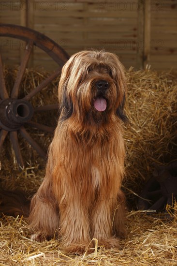 Briard