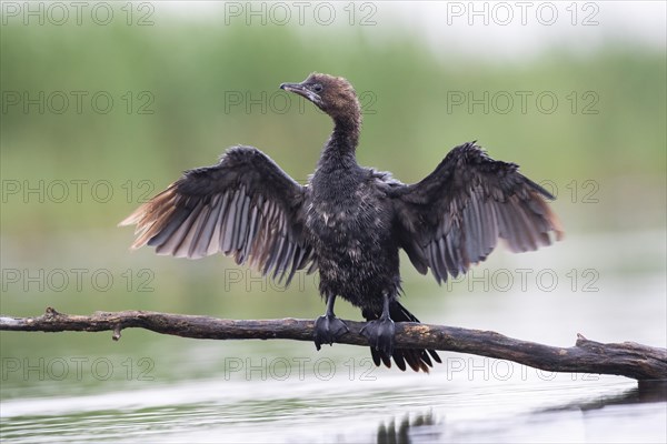 Pygmy Cormorant (Phalacrocorax pygmeus) from the front