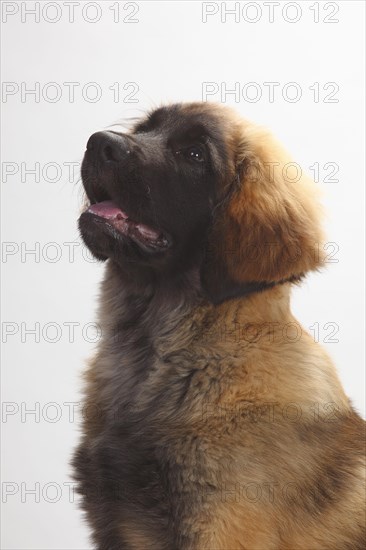 Leonberger