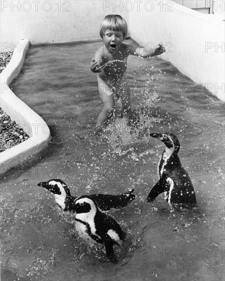 Three little penguins playing with child in the water