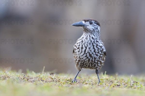 Spotted nutcracker (Nucifraga caryocatactes) on meadow