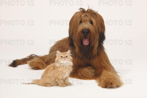 Briard or Berger de Brie