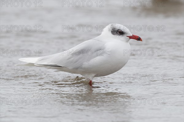 Mediterranean Gull (Ichthyaetus melanocephalus)