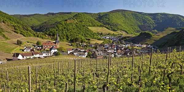 View over the vineyards to the place Mayschoss