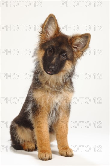 Old German Shepherd Dog