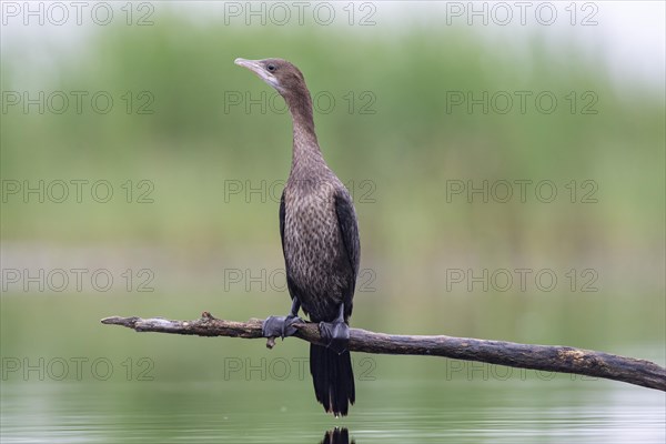 Pygmy Cormorant (Phalacrocorax pygmeus) from the front