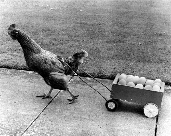 Chicken pulls egg cart