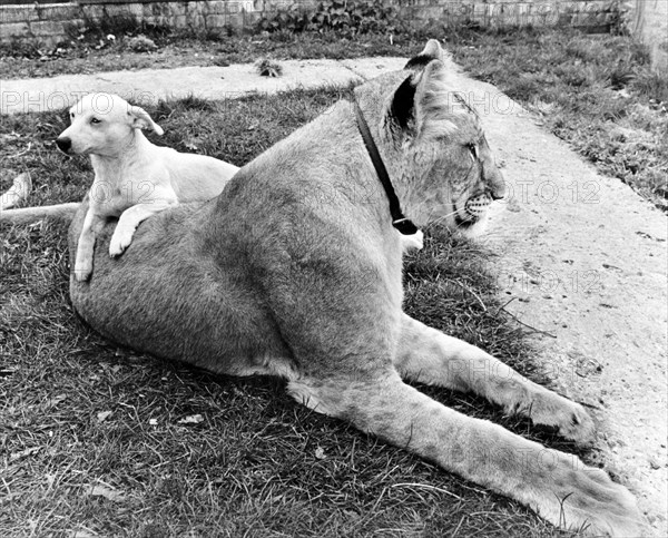 Dog and Lion cuddling