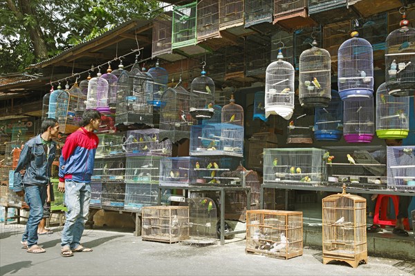 Bird market Pasar Senggol