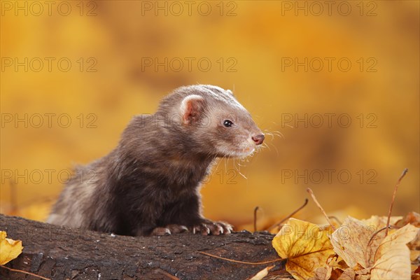 Ferret (Mustela putorius forma domestica) in autumn leaves