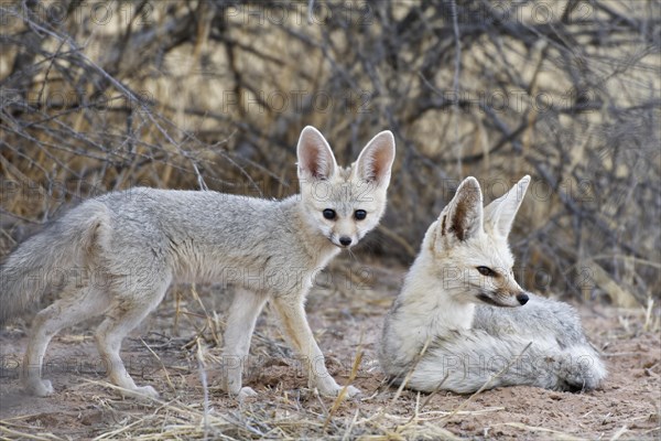 Cape foxes (Vulpes chama)