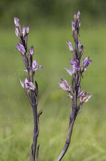 Violet Limodore (Limodorum abortivum)