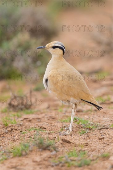 Cream-colored Courser (Cursorius cursor)