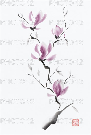 Branch of magnolia blossoms