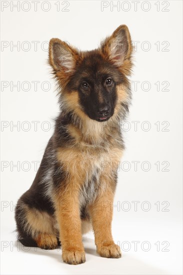 Old German Shepherd Dog