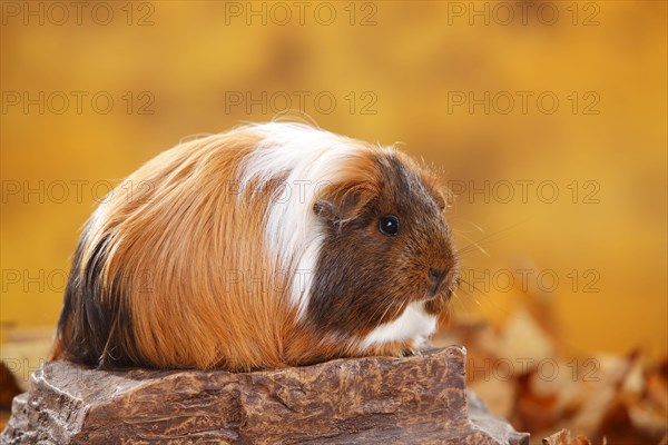 Sheltie guinea pig (Cavia porcellus) on stone