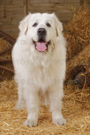 Pyrenean mountain dog