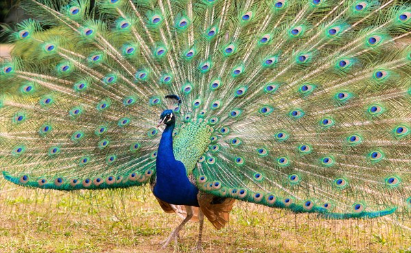 Indian peafowl (Pavo cristatus) beats a wheel