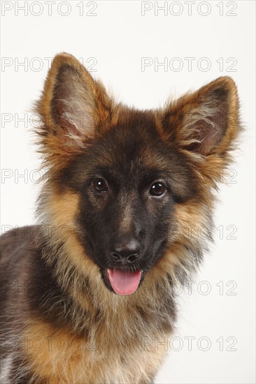 Old German Shepherd Dog